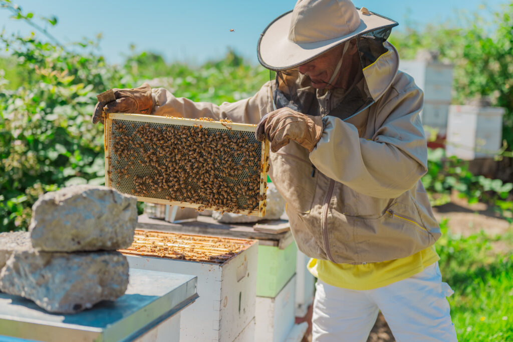 Ebey Island, WA organic honey